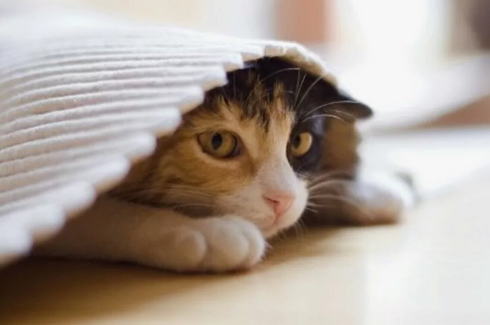 Туалетный бунт или Что делать, если питомец ходит мимо лотка?