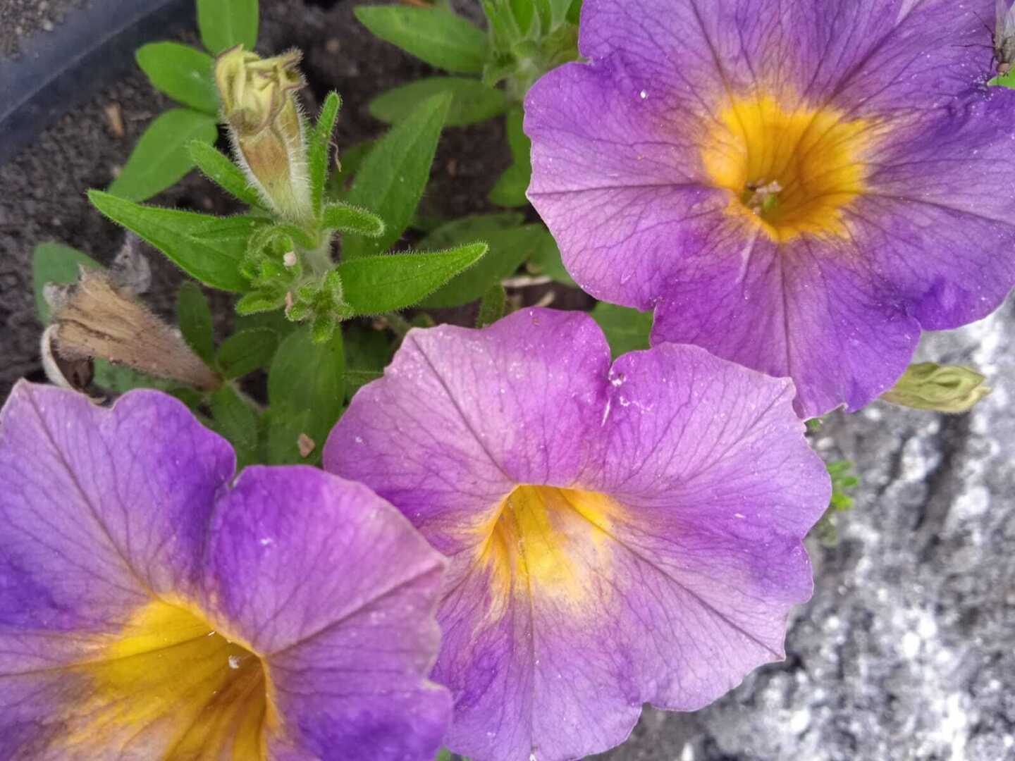 Мой первый опыт выращивания петунии через рассаду: начинаем новый дачно-цветочный сезон 2024 года