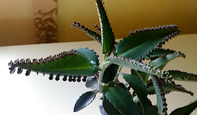 Комнатные растения, опасные для домашних питомцев