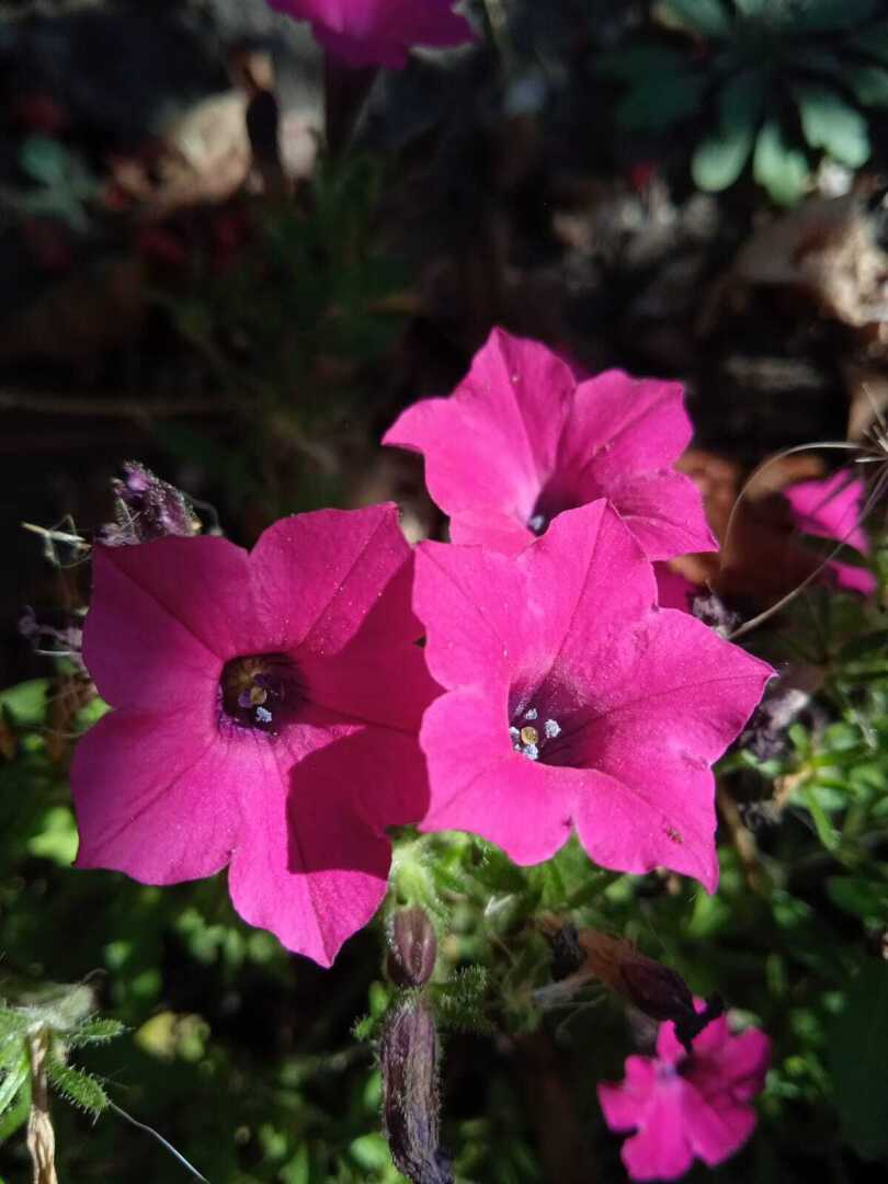 Мой первый опыт выращивания петунии через рассаду: начинаем новый дачно-цветочный сезон 2024 года