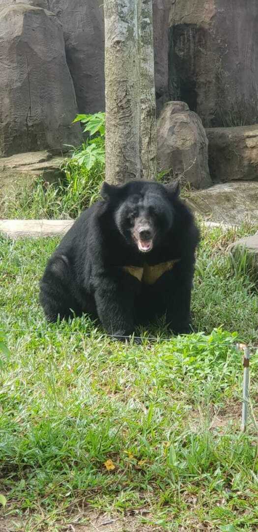 Такой загадочный и такой манящий! Чем нас удивил Вьетнам: ням-ням, сафари парк, местные рынки, фрукты и экзотическая еда. Мои впечатления и Фото