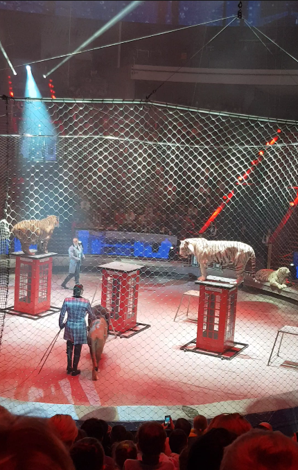 Шоу братьев Запашных. Я полюбила цирк!