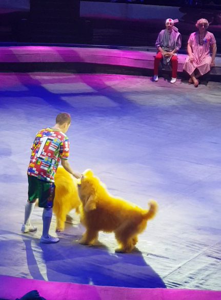 Шоу братьев Запашных. Я полюбила цирк!