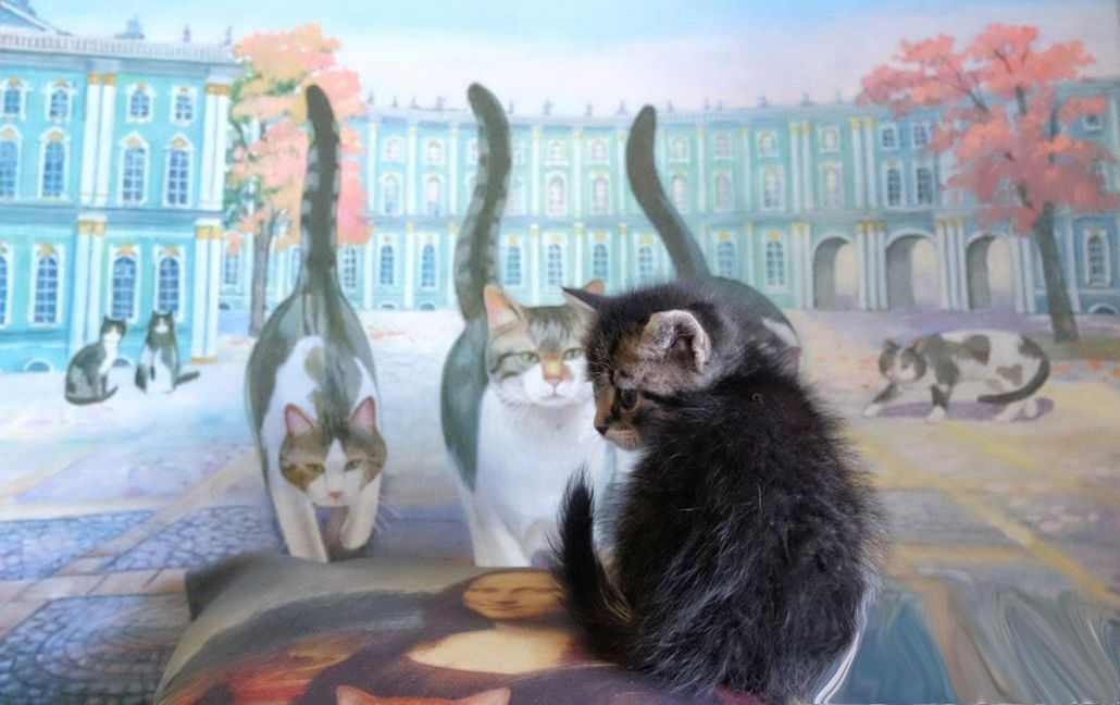 Как предки «эрмитажных» кошек помогли выжить блокадному Ленинграду. К 80-летию снятия блокады. Много исторических фото