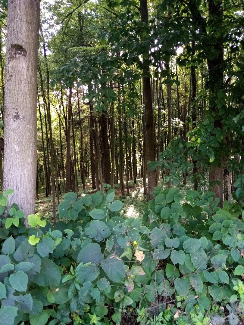 Наша поездка в скит преподобного Саввы Сторожевского. Красивейшее и благодатное место