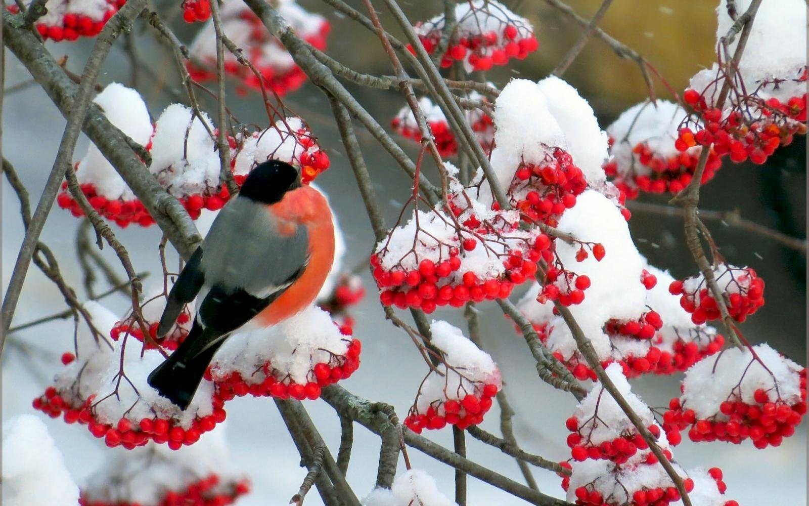 Красивая природа февраль. Снегирь и Калина. Зимняя рябина. Рябина в снегу. Зимние птицы.
