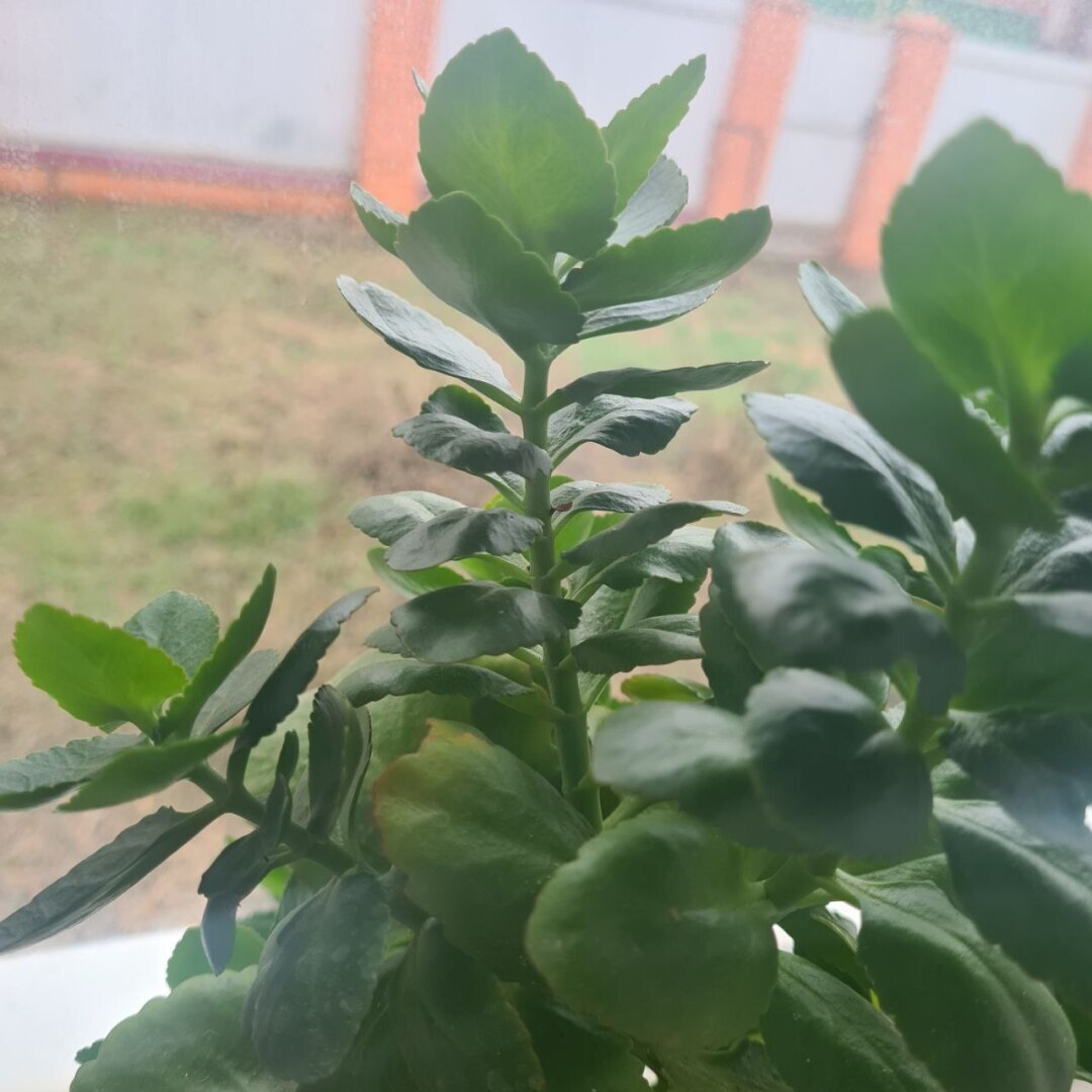 Продолжаю историю с миллионом на блогах, день пятый