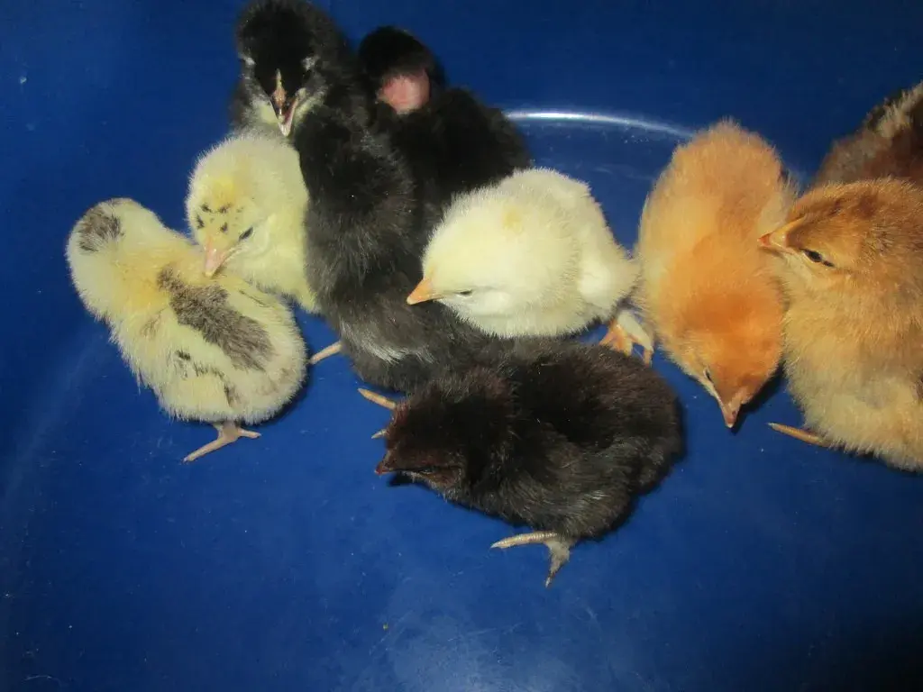 ✅Что дает планирование огорода Как овощи влияют друг на друга Мои наблюдение и личный опыт