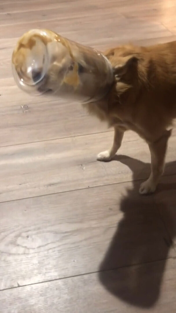 Люди делятся самыми глупыми моментами своих питомцев, которыми они определенно не гордятся