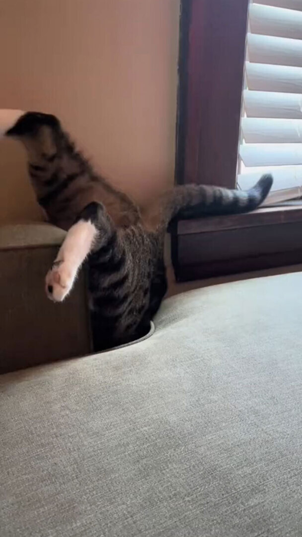 Люди делятся самыми глупыми моментами своих питомцев, которыми они определенно не гордятся