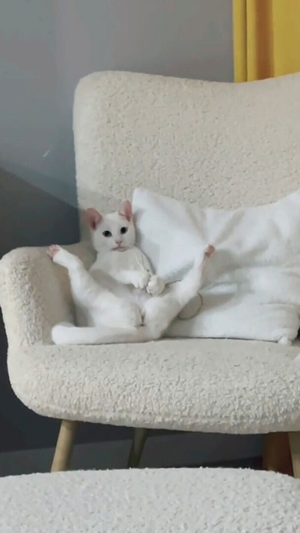 Люди делятся самыми глупыми моментами своих питомцев, которыми они определенно не гордятся