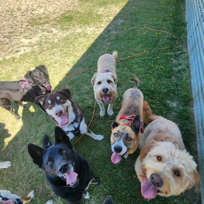 Парень переоборудовал школьный автобус, чтобы брать собак на ежедневные приключения