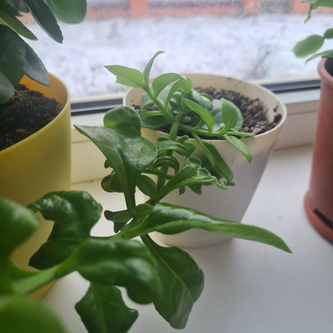 Продолжаю свой путь к миллиону рублей на блогах. Серия 8