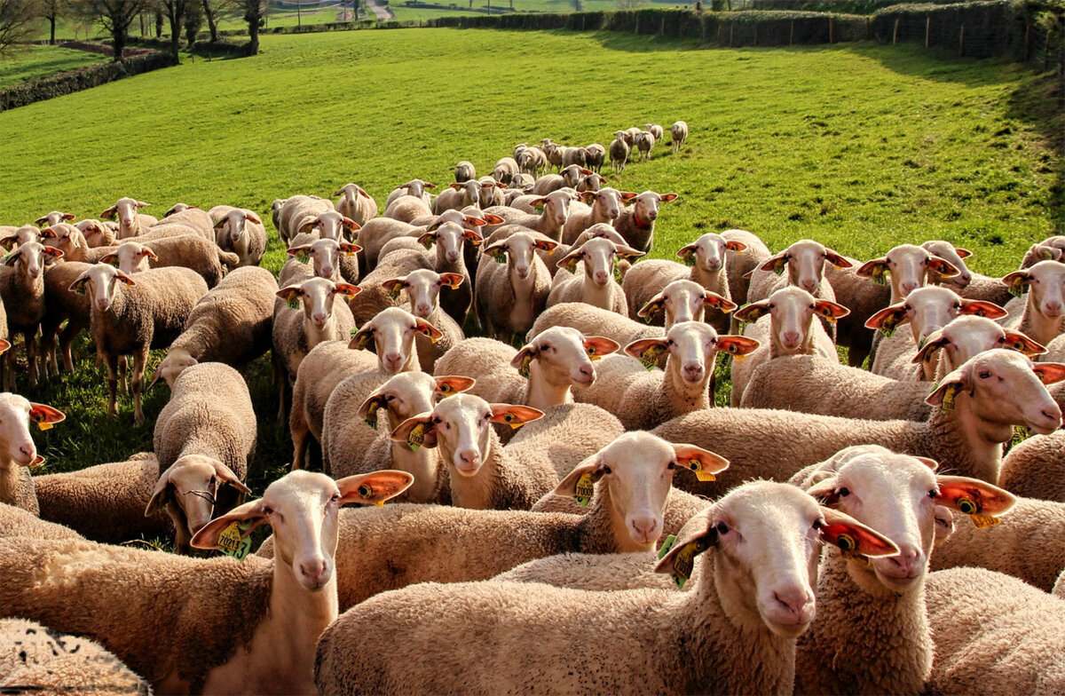 Когда вы узнали, что овцы доятся?