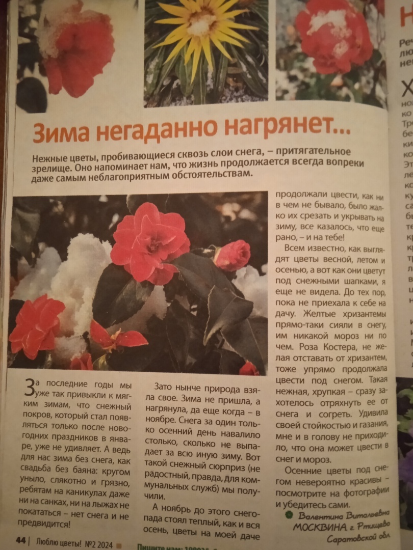 Новый журнал и новые статьи: моя вторая публикация журнале "Люблю цветы", что притягательного в моих зимних цветах