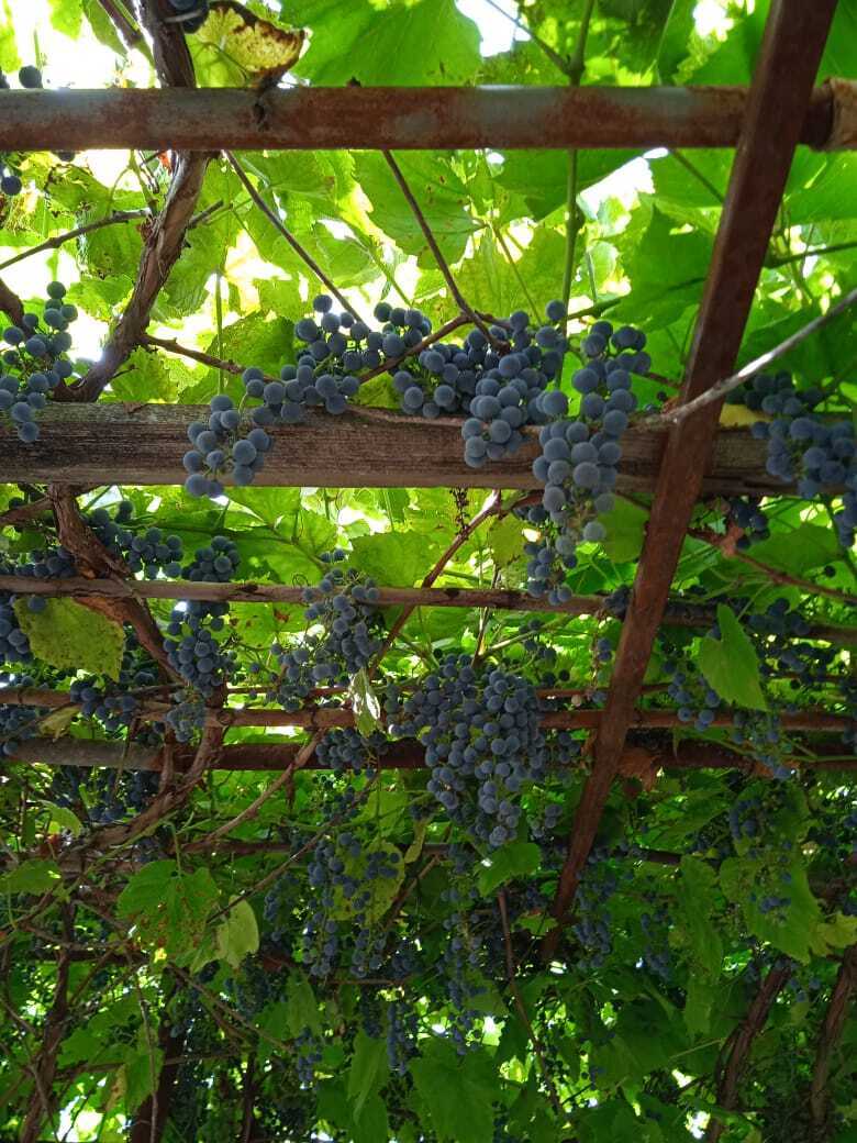 «Как спрятаться от соседей»: мой красивый и оригинальный способ ландшафтного дизайна и моя новая публикация на страницах дачного журнала