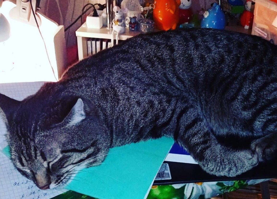 А вы замечали, что коты любят книги? Особенно наш Васька