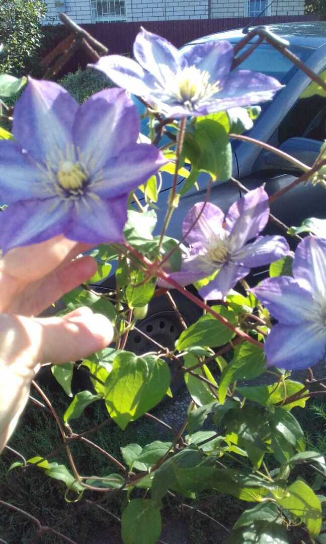 С одной статьей в двух журналах: мой опыт публикации в двух печатных изданиях: «Моя прекрасная дача» и «Люблю цветы»