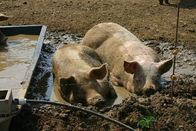 Давно не ел свинину. И недавно поел. И стало не очень комфортно. Это видать организм отвыкает или уже отвык от свинины.