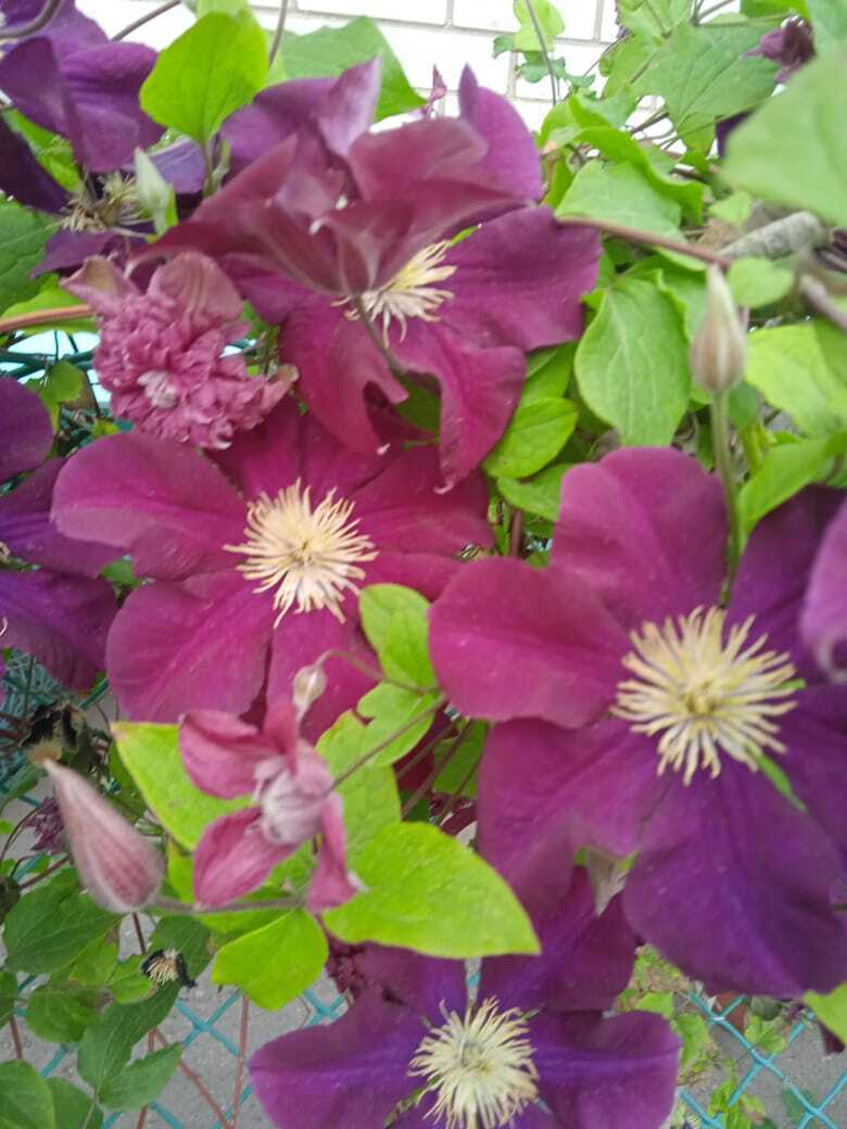 С одной статьей в двух журналах: мой опыт публикации в двух печатных изданиях: «Моя прекрасная дача» и «Люблю цветы»