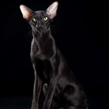 Анатолий, г. Москва