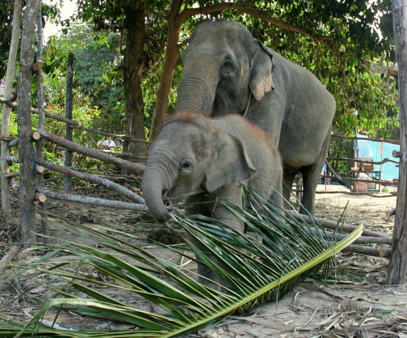 Развлечения на острове Ко Чанг (Тайланд). И как сбылась моя мечта. Путешествие продолжается. Из зимы в лето.