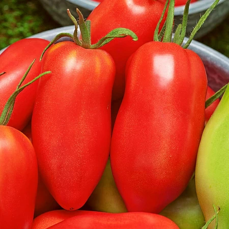 Мой трудный выбор семян на посадку в 2024 году: что интересного и нового я выбрала для посадки на дачной грядке этим летом.