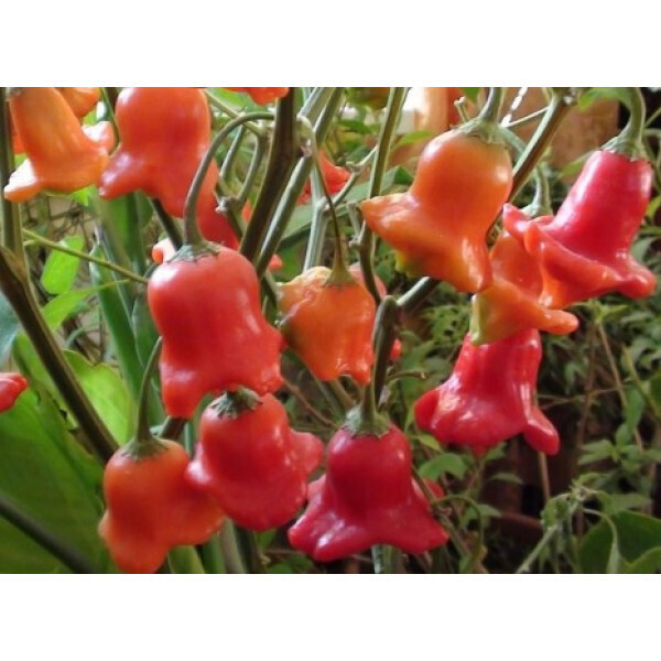 Мой трудный выбор семян на посадку в 2024 году: что интересного и нового я выбрала для посадки на дачной грядке этим летом.