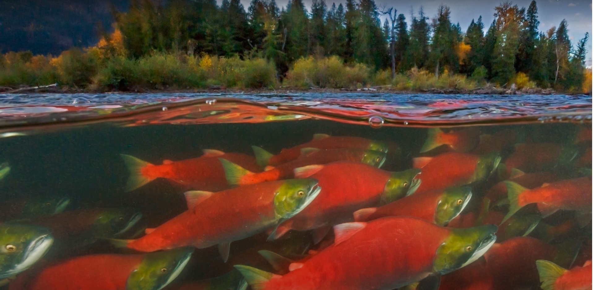 Россия мировой лидер по добыче лосося