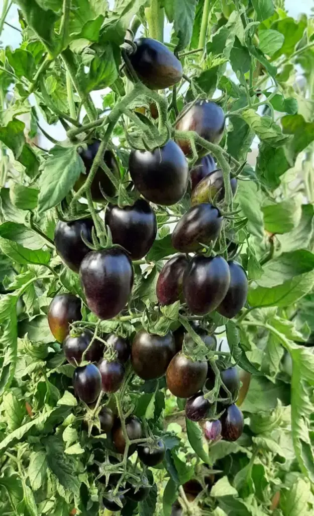 Мой трудный выбор семян на посадку в 2024 году: что интересного и нового я выбрала для посадки на дачной грядке этим летом.