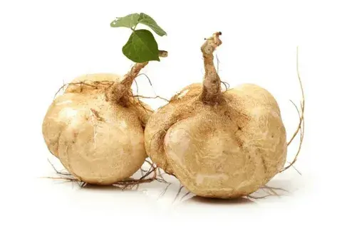 Хикама — полезная мексиканская закуска