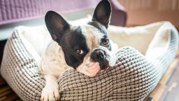 От чего зависит продолжительность жизни собачки.