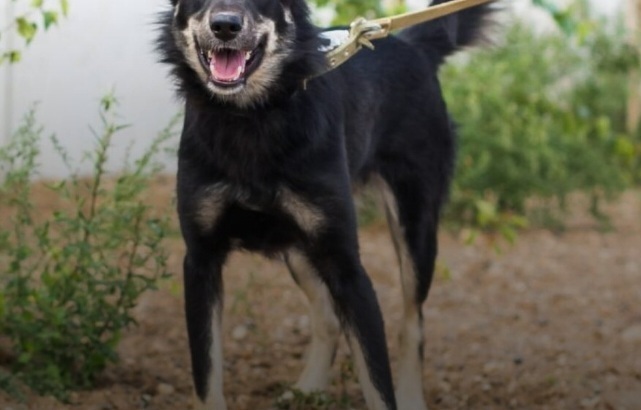 Нападение домашних животных на людей.