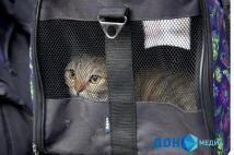 Волонтёры из Ростова собрали более 60 тысяч рублей на лечение кошки, которую спасли из разрушающегося дома на улице Нариманова, 72/3.