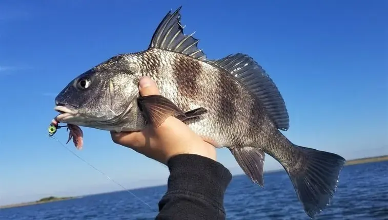 Брачный период рыб-барабанщиков вызвал настоящую сенсацию в городе.