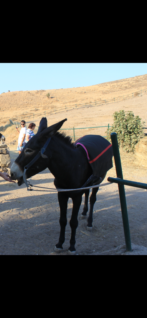 Пафос. Кипр. Мое путешествие на Кипр и почему я туда больше не хочу. Много фото
