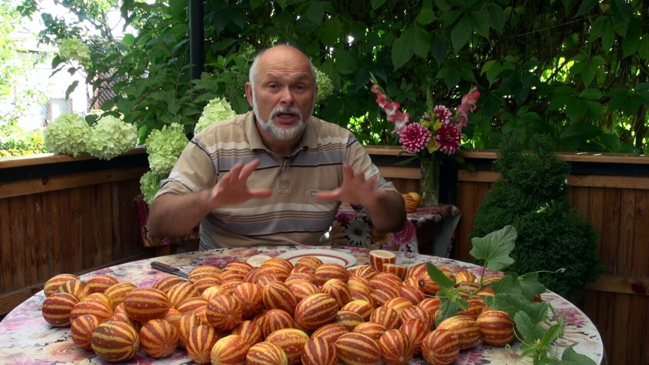 Арбуз Лимончелло, вьетнамская дыня Подарок дедушки Хо ши мина, физалис "Золотая россыпь"- мой выбор ягод для посадки на грядке летом 2024 года