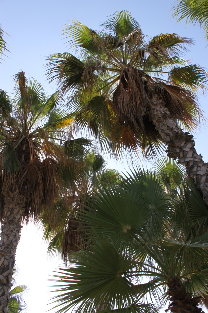 Пафос. Кипр. Мое путешествие на Кипр и почему я туда больше не хочу. Много фото