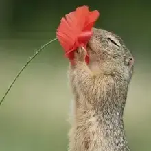 Елена, г. Красногвардейское