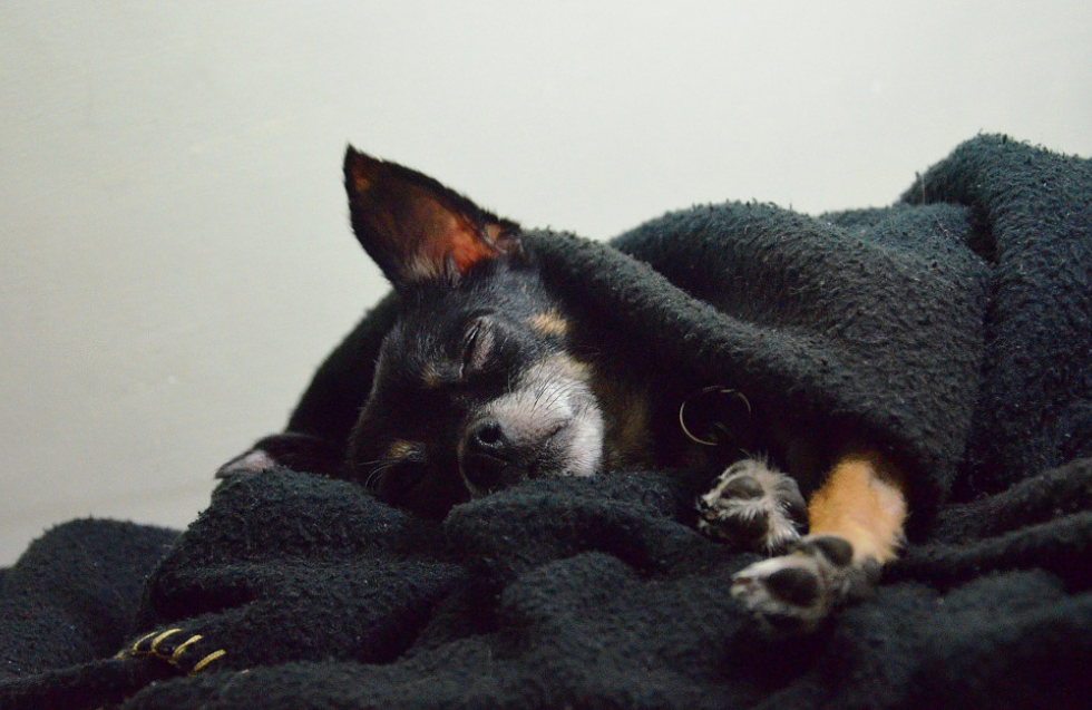 Два больших минуса регулярного сна вместе с домашними животными можно закончиться катастрофой»