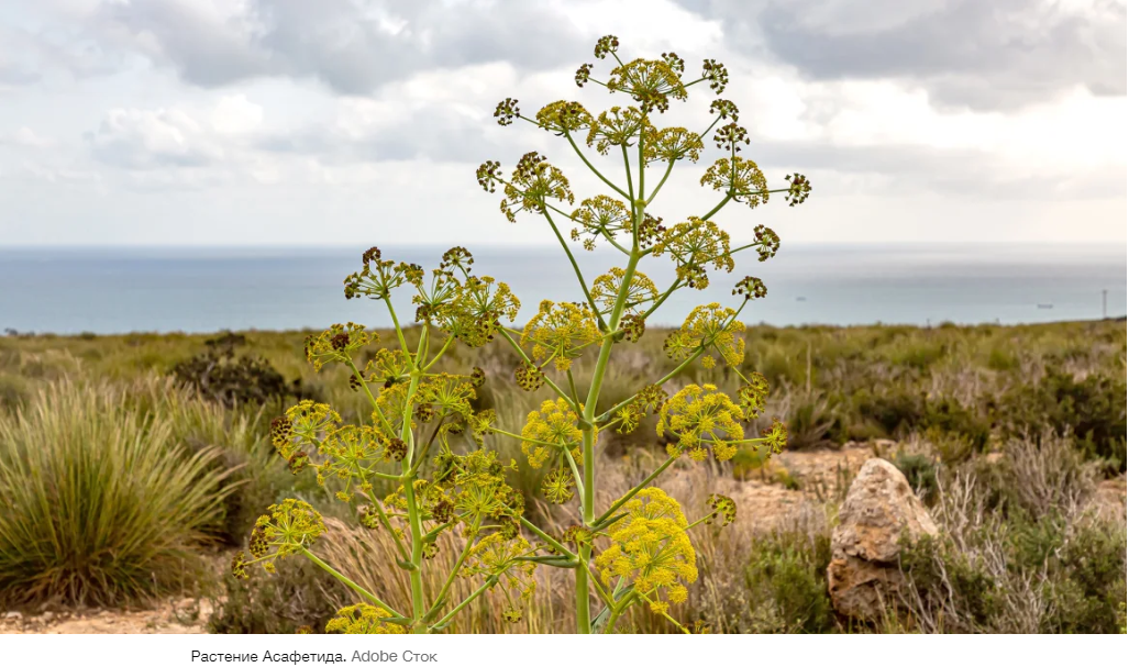 Дьявольский навоз или обеденное наслаждение? История Хинга, одного из самых противоречивых ингредиентов Индии