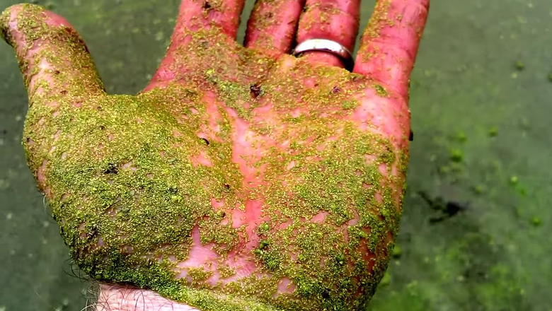 Самый маленький фрукт в мире.