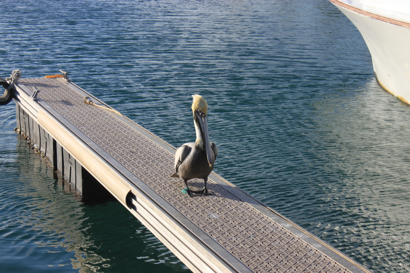 Залив Свиней, Крокодиловая ферма, остров Игуан мое путешествие по нетуристической Кубе. Фото