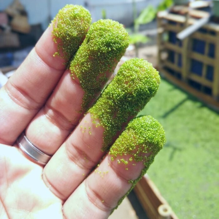 Самый маленький фрукт в мире.