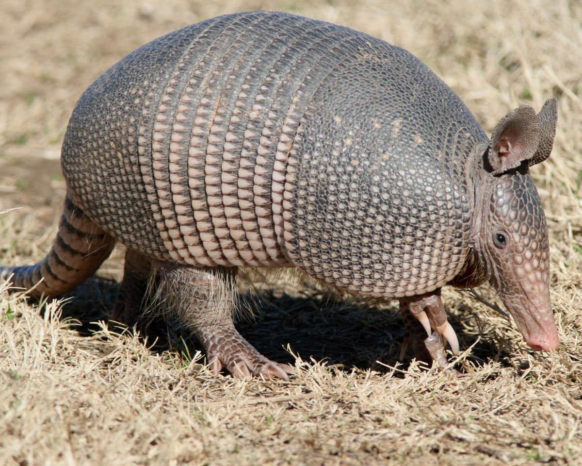 35 интересных и странных фактов о животных, которые мало кто знает