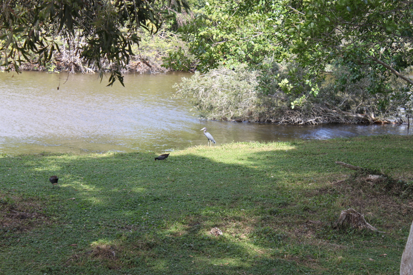 Залив Свиней, Крокодиловая ферма, остров Игуан мое путешествие по нетуристической Кубе. Фото