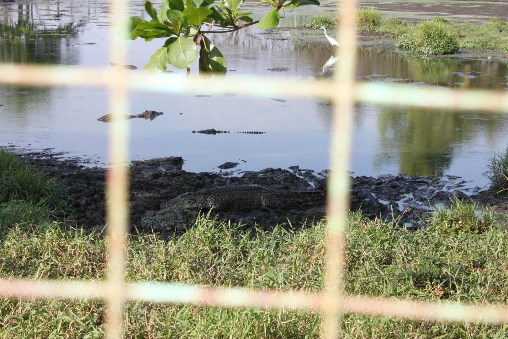 Залив Свиней, Крокодиловая ферма, остров Игуан мое путешествие по нетуристической Кубе. Фото