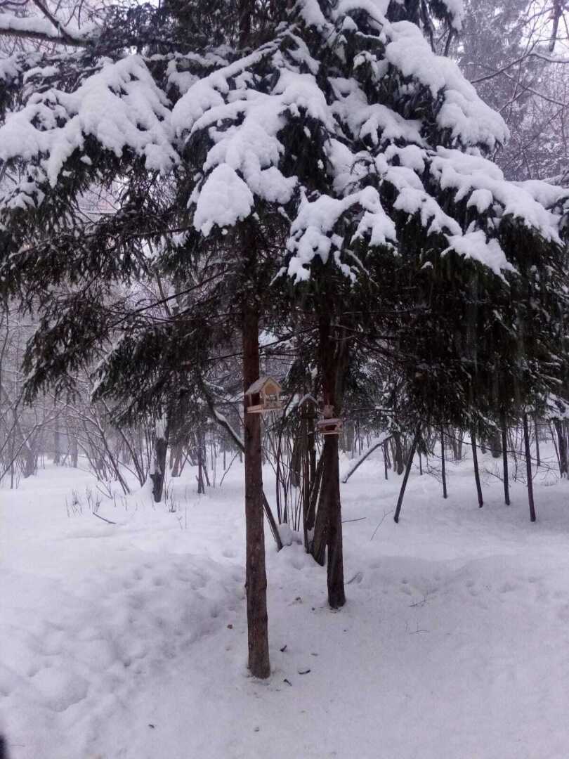 Зима, февраль, снегопад... Моя прогулка по заснеженному парку