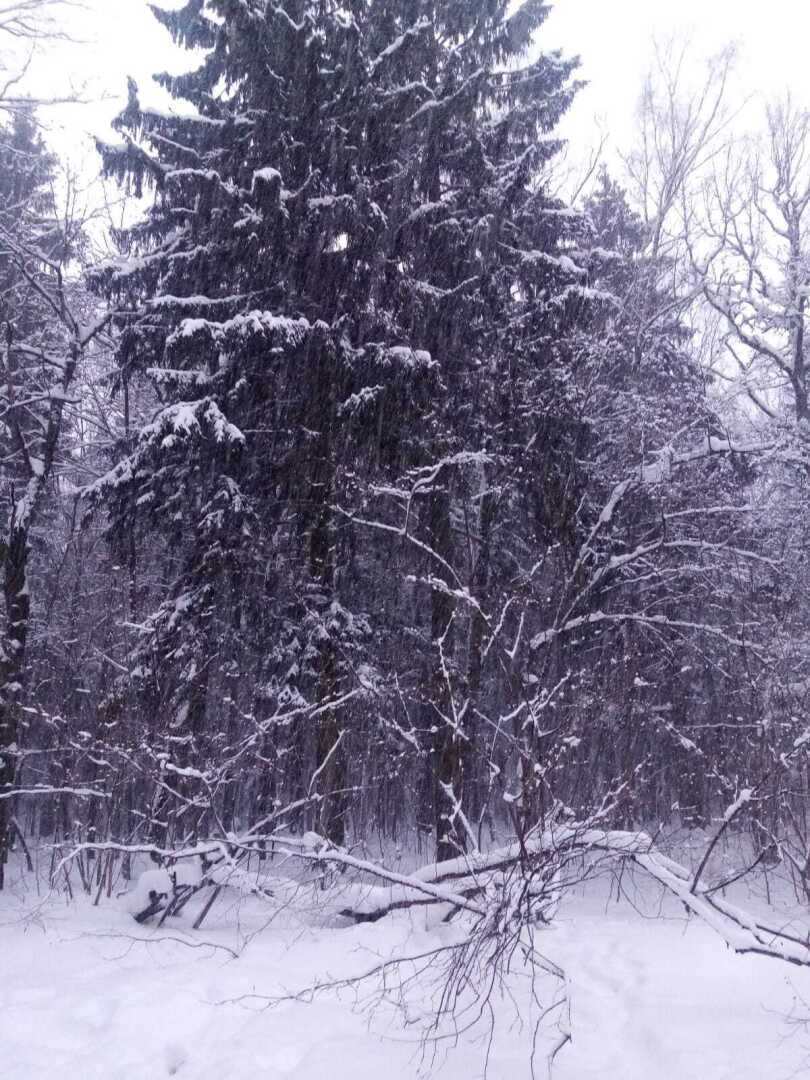 Зима, февраль, снегопад... Моя прогулка по заснеженному парку