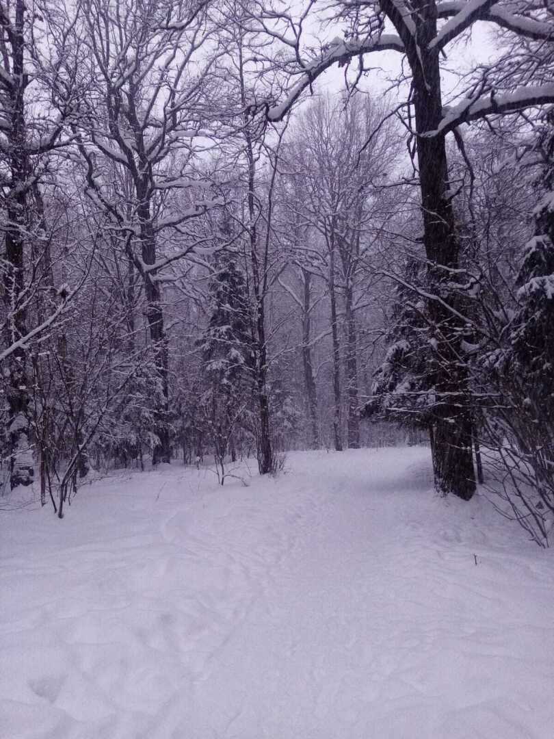 Зима, февраль, снегопад... Моя прогулка по заснеженному парку
